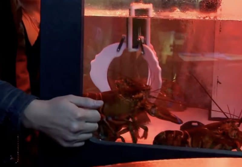 Lona's Wardlow Station lobster tank on Bar Rescue